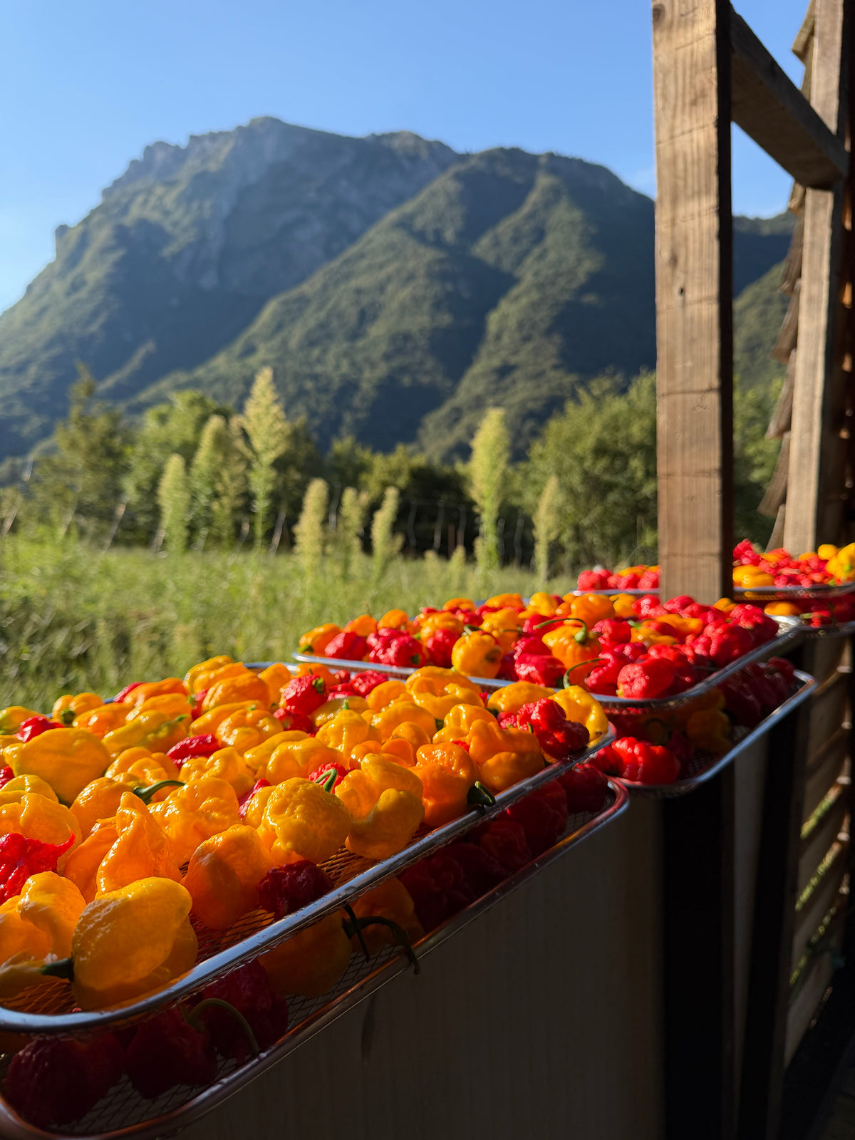 Dalle api ai peperoncini: dentro la filiera agricola Comasira’s sul Lago di Como