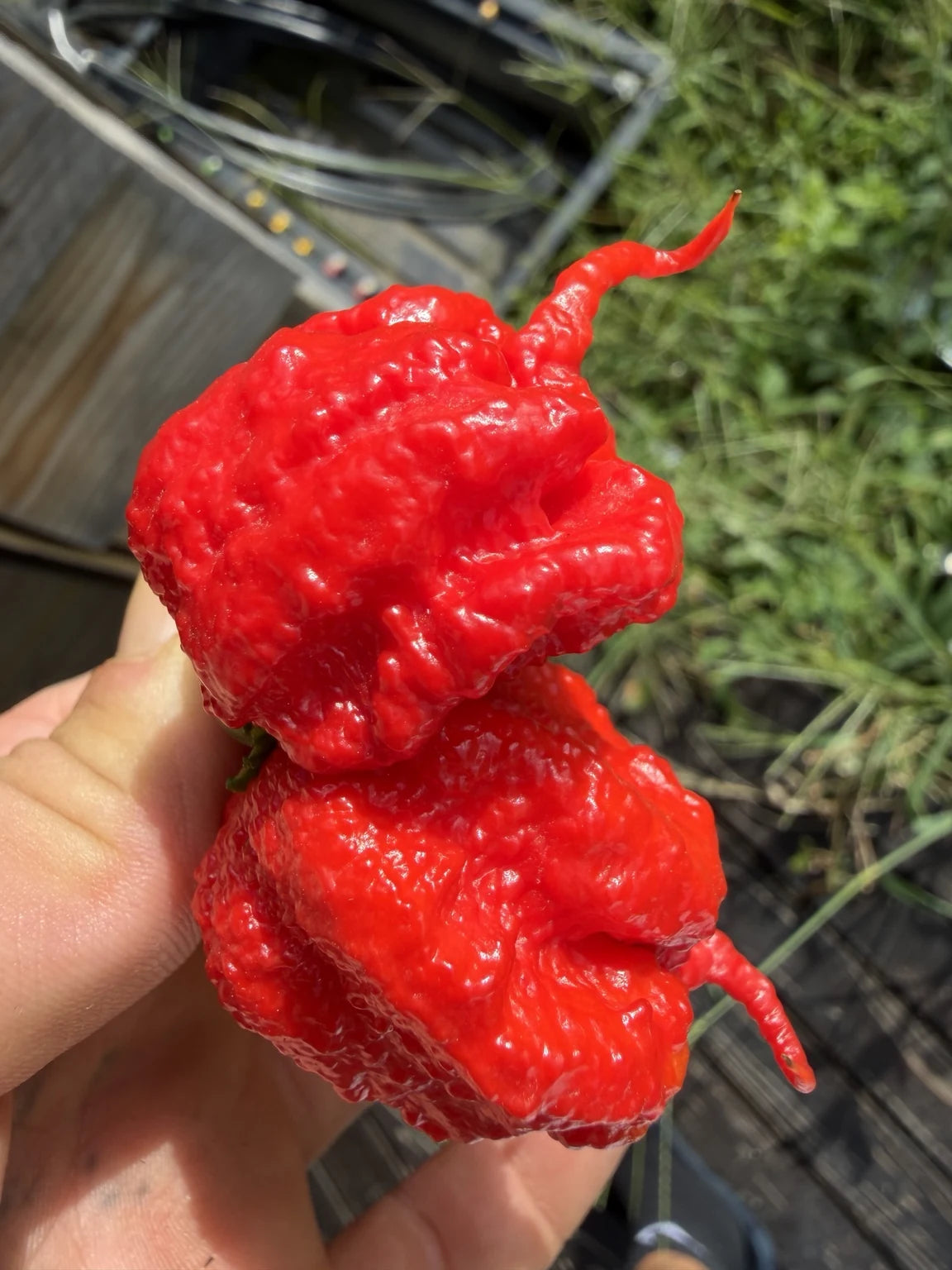 Carolina Reaper fresco coltivato da Comasiras a Bellano