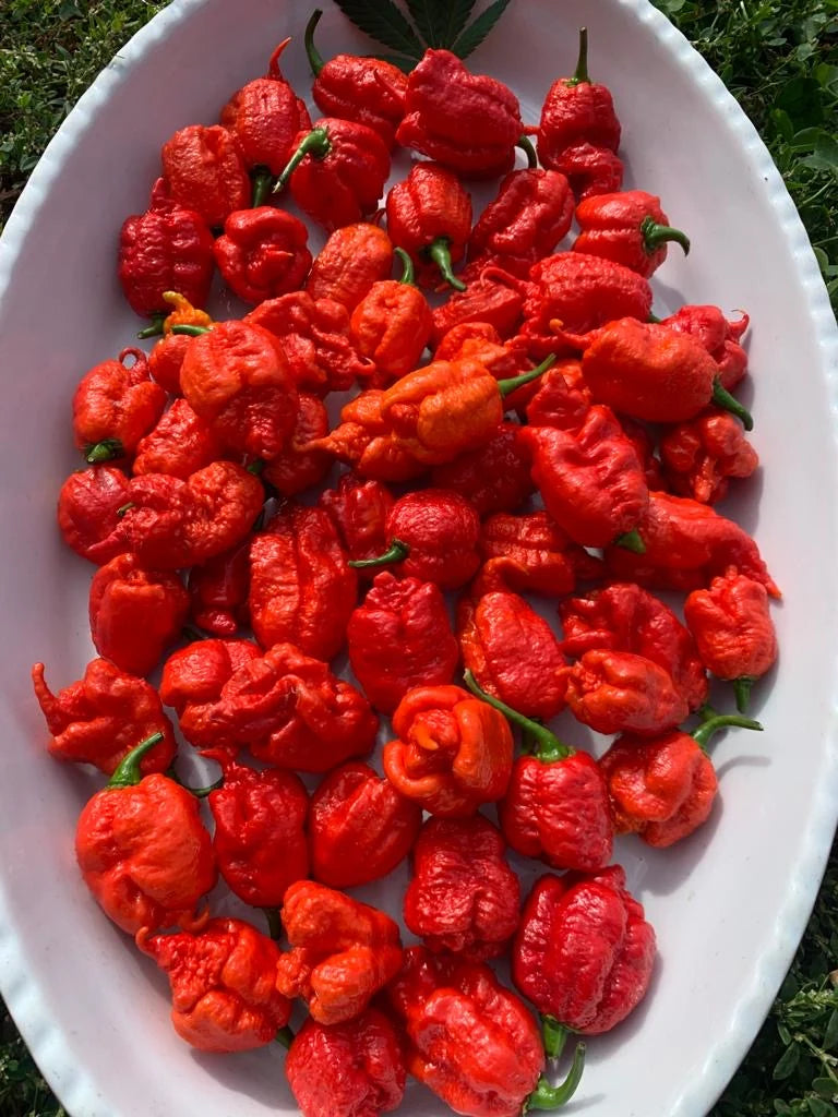 Raccolta di Carolina Reaper coltivati da Comasira’s sul Lago di Como